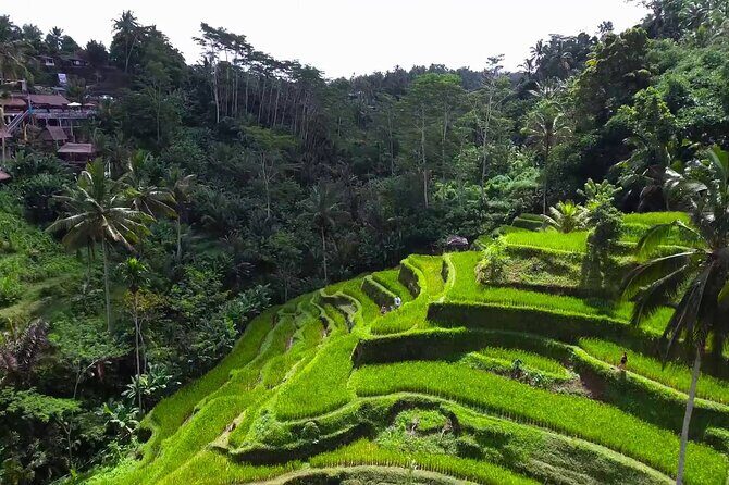 Bali Ubud Tour - The Value of This Experience