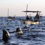 Bali Watching Dolphin at Lovina Beach - What’s Included and What to Consider