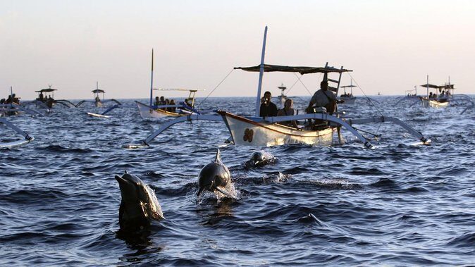 Bali Watching Dolphin at Lovina Beach - What’s Included and What to Consider