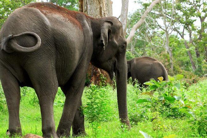 Bandipur Tiger Reserve with Somnathpur Temple Tour - What We Love About This Tour