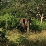 Bandipur wildlife and Mysore experience in 2 days from Bangalore - FAQ