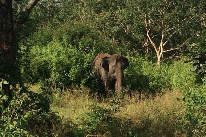 Bandipur wildlife and Mysore experience in 2 days from Bangalore - FAQ