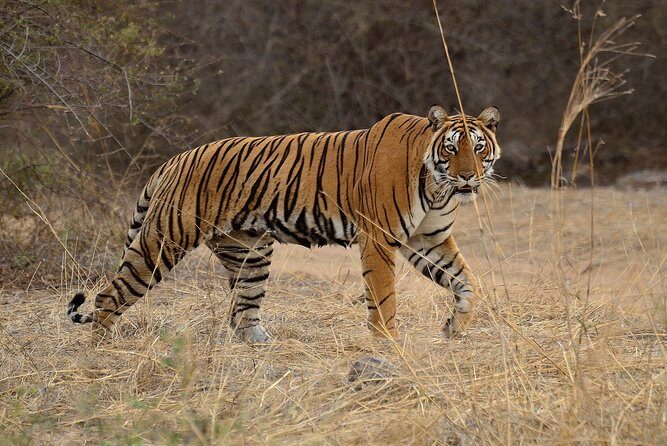 Bangalore to Nagarhole National Park: Wilderness Retreat - Who Is This Tour Best For?