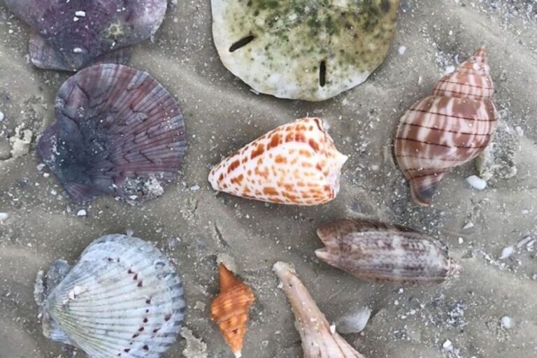 Barrier Island Shelling Tour - Exploring the Details of the Barrier Island Shelling Tour