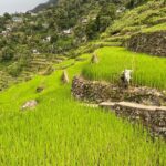 Batad Guided Tour - The Guides: Knowledge, Friendliness, and Flexibility