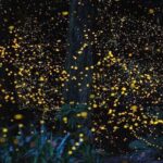 Batu Caves & Firefly Cruise from Kuala Lumpur with Seafood Dinner - An In-Depth Review of the Batu Caves & Firefly Tour Experience