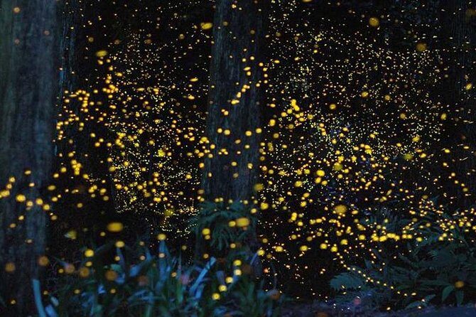 Batu Caves & Firefly Cruise from Kuala Lumpur with Seafood Dinner - An In-Depth Review of the Batu Caves & Firefly Tour Experience