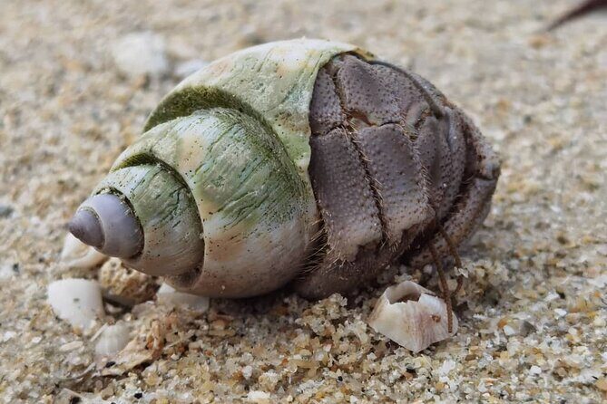 Beachlife & Tidepool Discovery at Desaru Coast Johor |JungleWalla - From the Beach to the Marine World: The Broader Experience