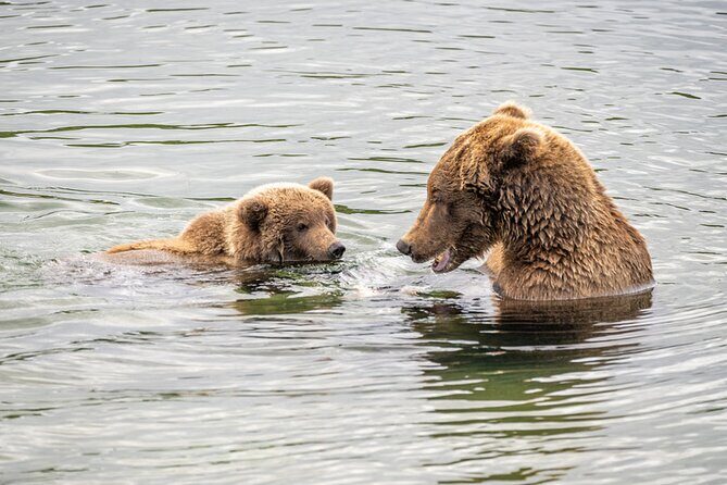 Bear Viewing at Brooks Falls in Katmai National Park - Key Points