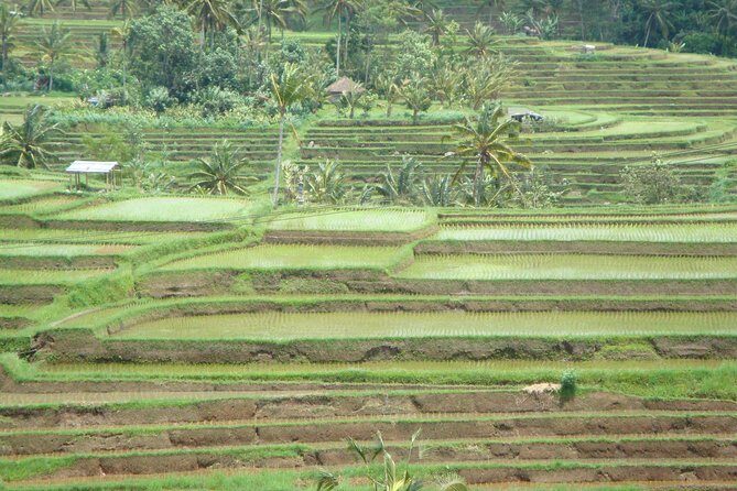 Bedugul Cultural Private Tour - What’s Included and What’s Not