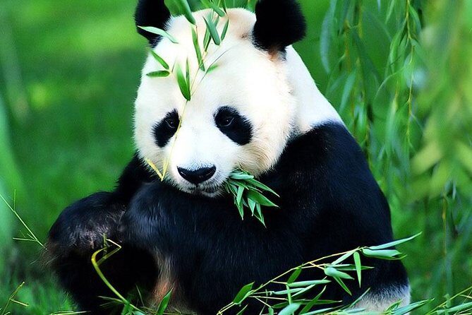 Beijing Historical Tour II including Summer Palace, Lama Temple & Panda Garden - The Itinerary and What to Expect