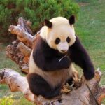 Beijing Private Tour to Temple of Heaven, Panda House and Summer Palace - Final Thoughts: Is This Tour Worth It?