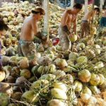Ben Tre Day Trip From Ho Chi Minh City - What to Expect on the Tour