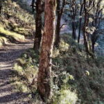 Benog Trek into the Wild - Why This Trek is Worth Considering