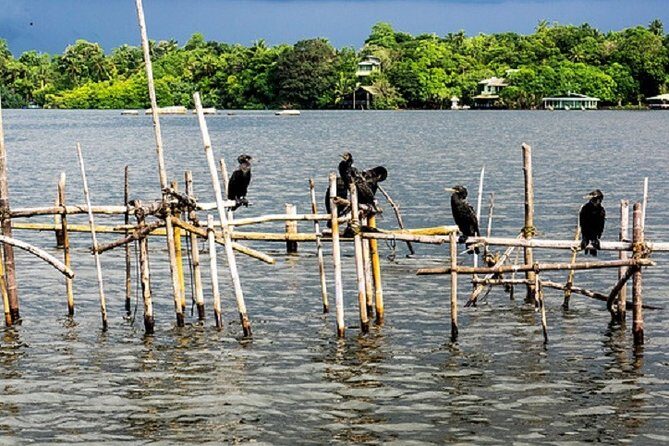 Bentota River Boat Safari with Private Boat Beruwala/Bentota/Kosgoda/Ahungalla - Why Travelers Rave About This Tour