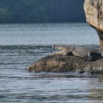 Bentota River Safari By BTM (Mangrove & Wildlife Encounter) - Final Thoughts: Is It Worth It?