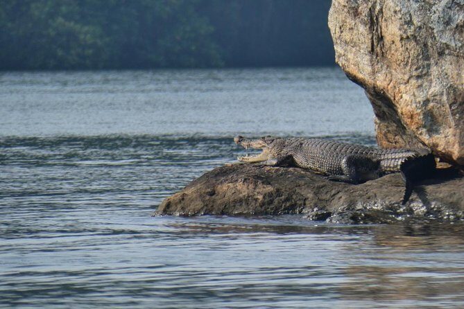 Bentota River Safari By BTM (Mangrove & Wildlife Encounter) - Final Thoughts: Is It Worth It?