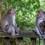 Best Bali Day Tour - Analyzing the Value