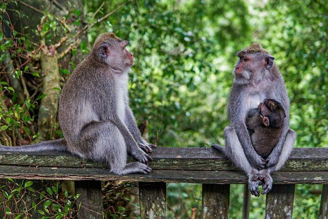 Best Bali Day Tour - Analyzing the Value