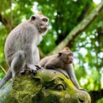 Best of Bali Ubud Sightseeing All Inclusive Private Tour - What Makes This Tour Stand Out?