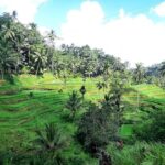Best of Ubud - All Inclusive - How the Experience Comes Together