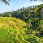Best of Ubud: Rice Terrace, Temple and Waterfall Private Tour - Perfect for Who?