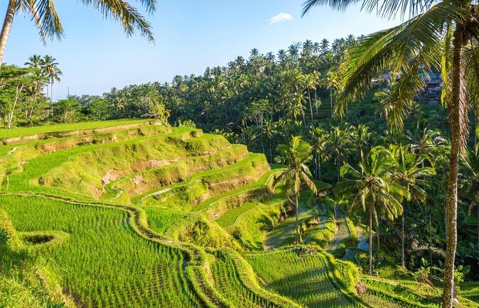Best of Ubud: Rice Terrace, Temple and Waterfall Private Tour - Perfect for Who?