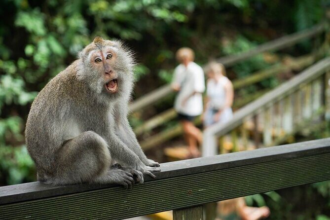 Best of Ubud Tours with Jungle Swing ( All Inclusive ) - Who Should Book This Tour?