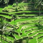 Best of Ubud with Jungle Swing Experience - Cost and Value