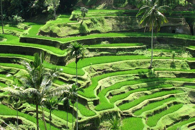 Best of Ubud with Jungle Swing Experience - Cost and Value