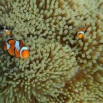 Best Seller - Surin Islands Snorkeling Trip from Khao Lak - The Itinerary: Breaking Down the Day
