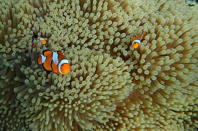 Best Seller - Surin Islands Snorkeling Trip from Khao Lak - The Itinerary: Breaking Down the Day