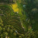 Best Ubud Highlights - Private Day Tour - Transportation and Overall Experience