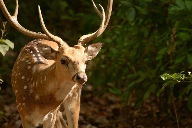 Best Wilderness Experience through Jim Corbett Experience - Authentic Reviews and Insights