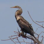 Beyond The Oudong Temple and Birdwatching in Phnom Penh - The Sum Up