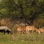 Bharatpur Bird watching & Wildlife from Delhi - Why this tour offers great value