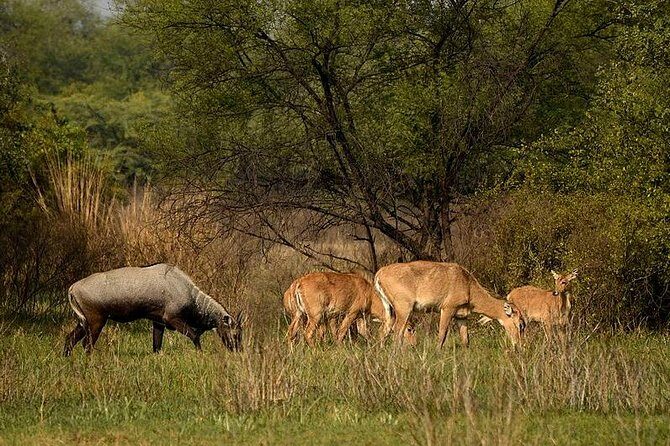 Bharatpur Bird watching & Wildlife from Delhi - Why this tour offers great value