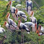 Bharatpur Birding adventure from Delhi - The Guides: Knowledgeable and Helpful