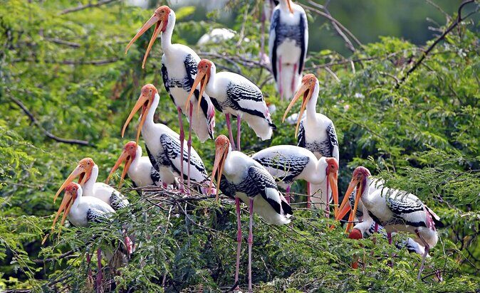 Bharatpur Birding adventure from Delhi - The Guides: Knowledgeable and Helpful