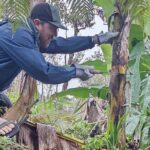 Big Island Jungle Tour with Banana and Guava Green Tea - Practical Details and Considerations