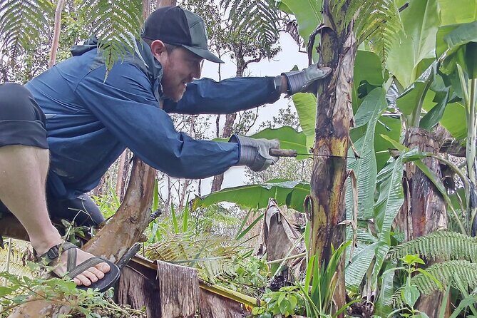 Big Island Jungle Tour with Banana and Guava Green Tea - Practical Details and Considerations