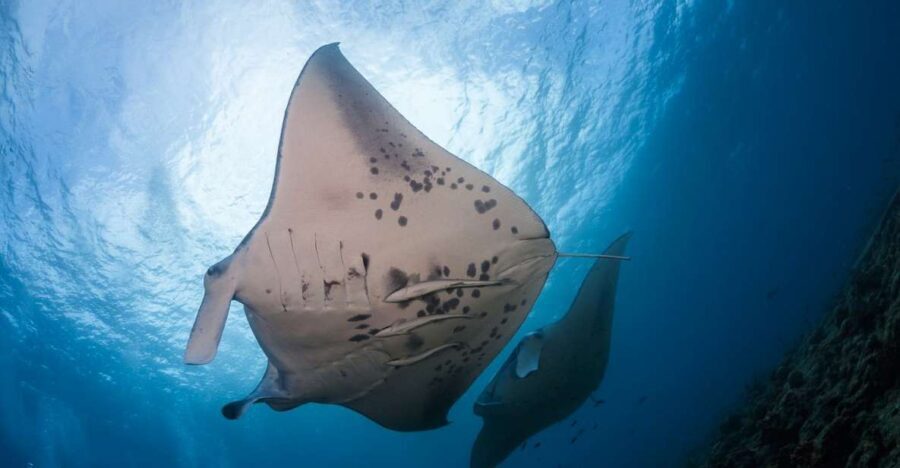 Big Island: Snorkel with Manta Rays - Manta Guarantee - What’s Included and What to Consider