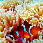 Bintan Snorkeling Tour - Critical Insights & Real Experiences