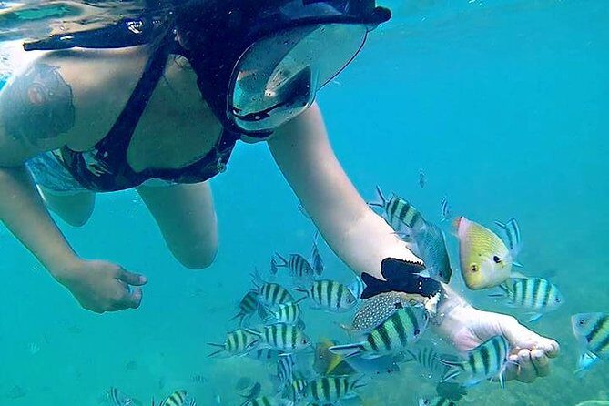 Bintan Snorkeling Tour - The Experience of the Guides and the Marine Environment