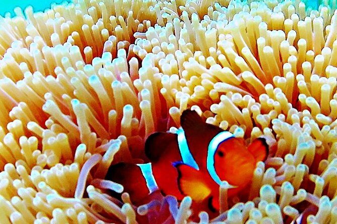 Bintan Snorkeling Tour - Critical Insights & Real Experiences