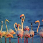 Bird Watching Tour Sri Lanka - 10 Days - Who Will Enjoy This Tour Most?