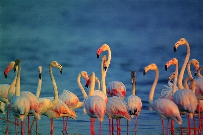 Bird Watching Tour Sri Lanka - 10 Days - Who Will Enjoy This Tour Most?