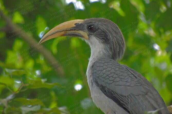 Bird Watching Tours in Sinharaja Rain Forest - Final Thoughts: Why Choose This Bird Watching Tour in Sinharaja?