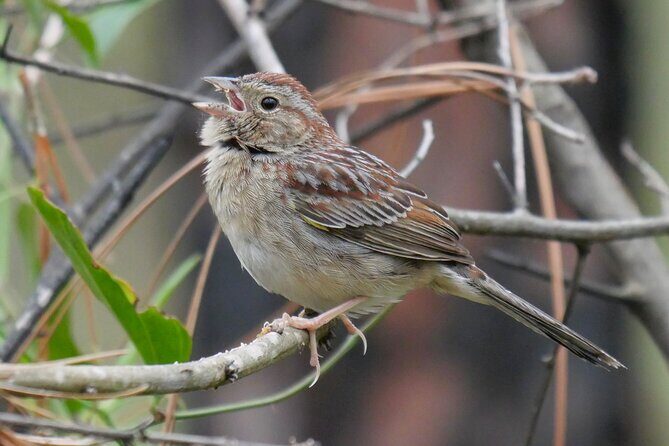 Birding and Wildlife Tour of Florida's Treasure Coast - Who Should Consider This Tour?