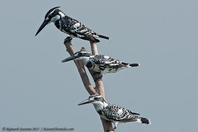 Birding & Bird Photography tour in Bangalore - Food and Refreshments: Included and Delicious
